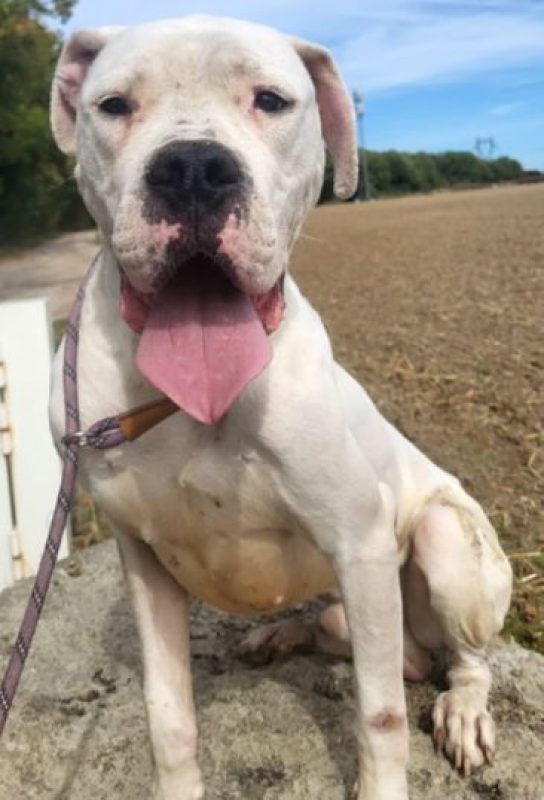 GHOST - Chien Dogue Argentin à adopter - photo 2