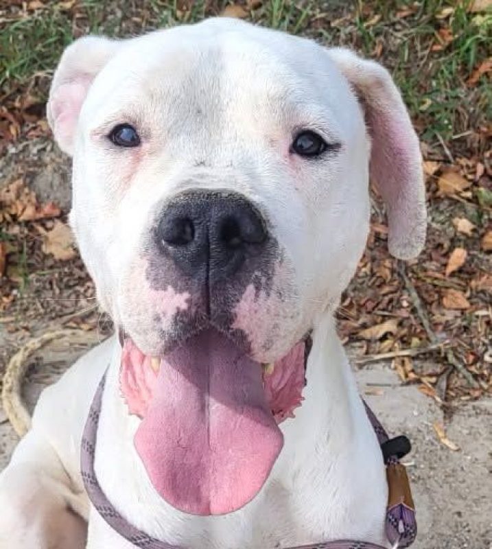 GHOST - Chien Dogue Argentin à adopter