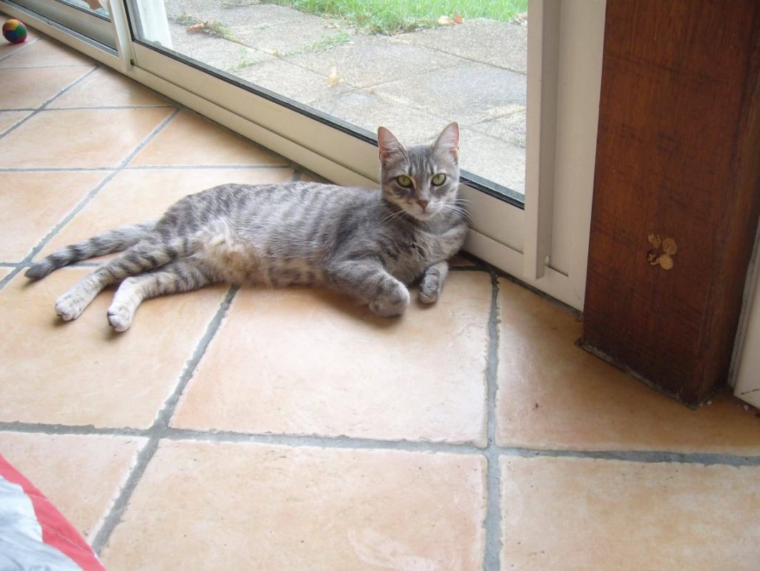 Joy - Chat à adopter