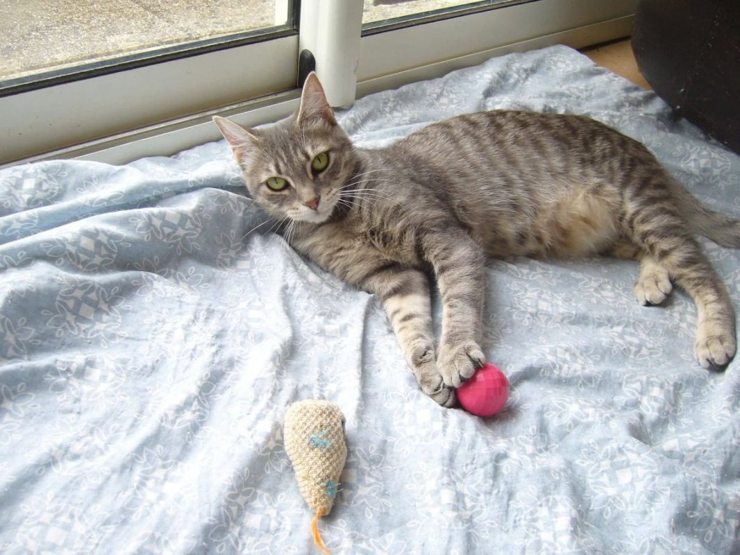 Joy - Chat à adopter - photo 3