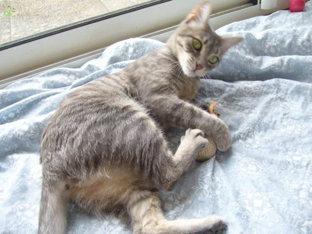 Joy - Chat à adopter - photo 2