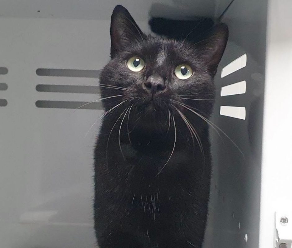 Sirius - Chat Européen à adopter