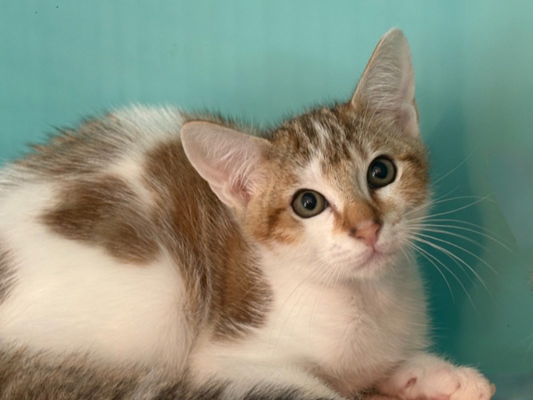 Buffy - Chat Européen à adopter