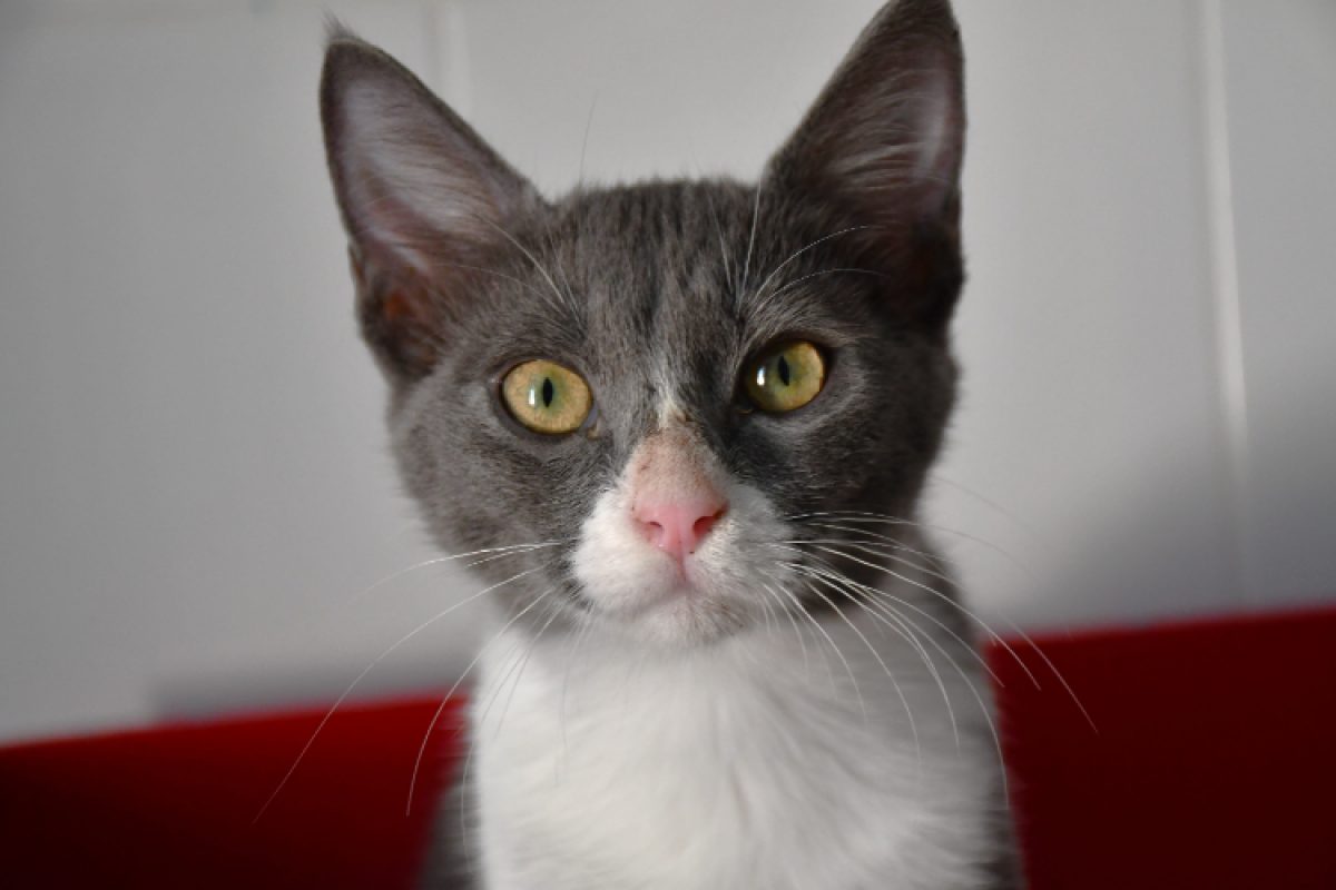 Gaston - Chat Européen à adopter