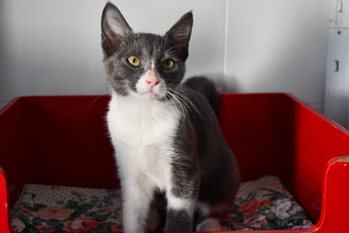 Gaston - Chat Européen à adopter - photo 2