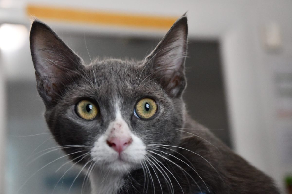 Gaston - Chat Européen à adopter - photo 3