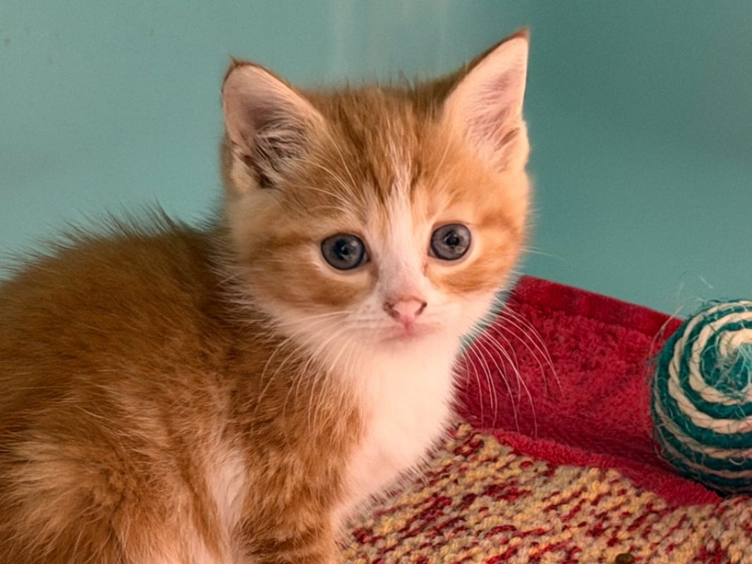 Courgette - Chat Européen à adopter
