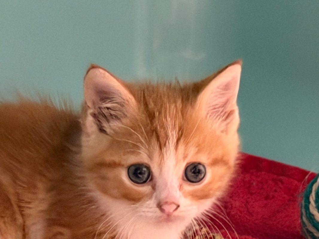 Courgette - Chat Européen à adopter - photo 2