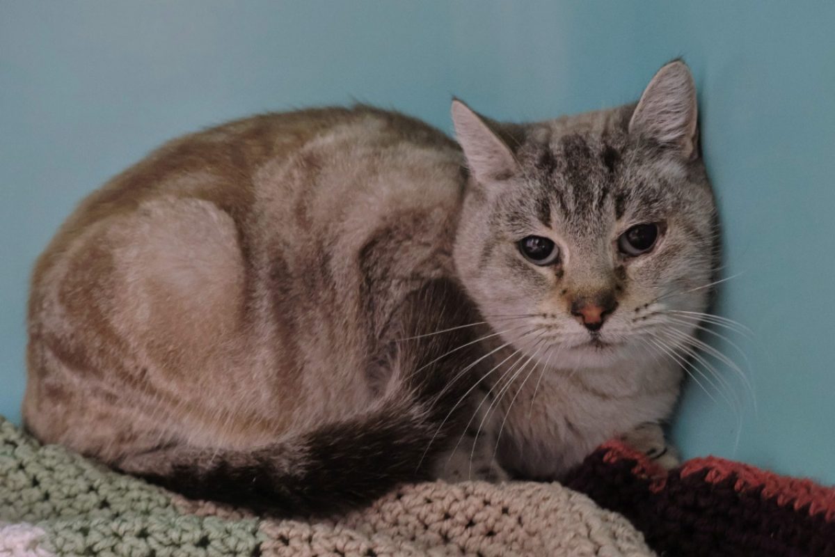 Cassis - Chat Siamois à adopter