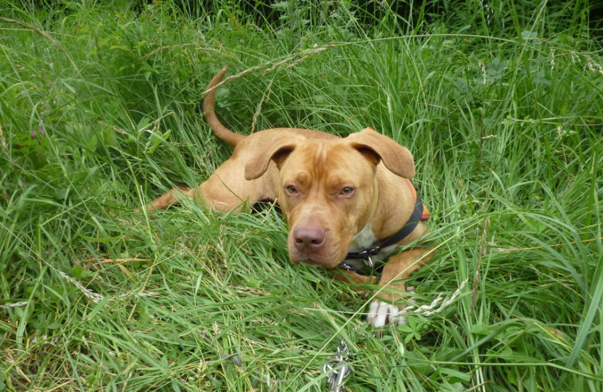 Photo #1 de Nala