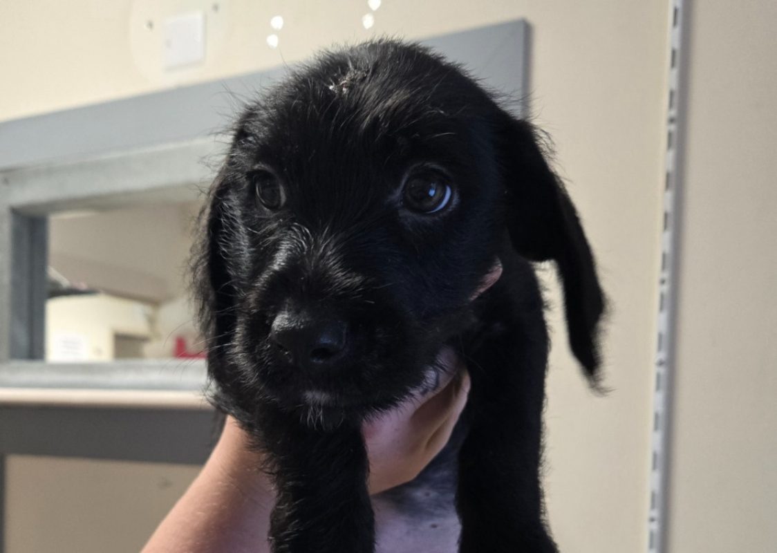Levis - Chien à adopter
