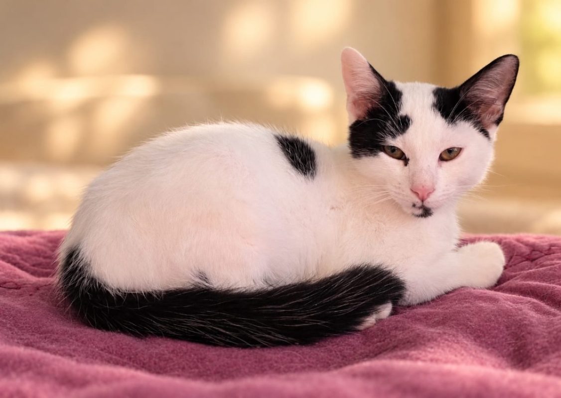 Angus - Chat Européen à adopter