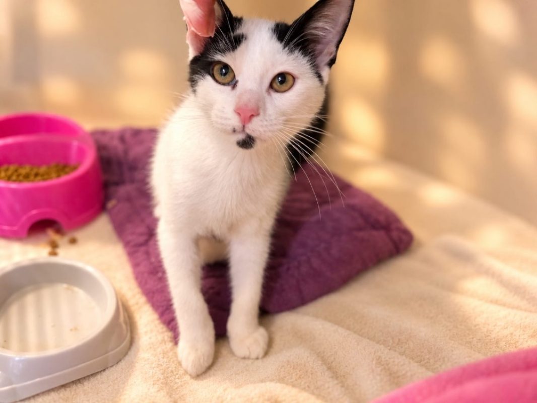 Angus - Chat Européen à adopter - photo 2
