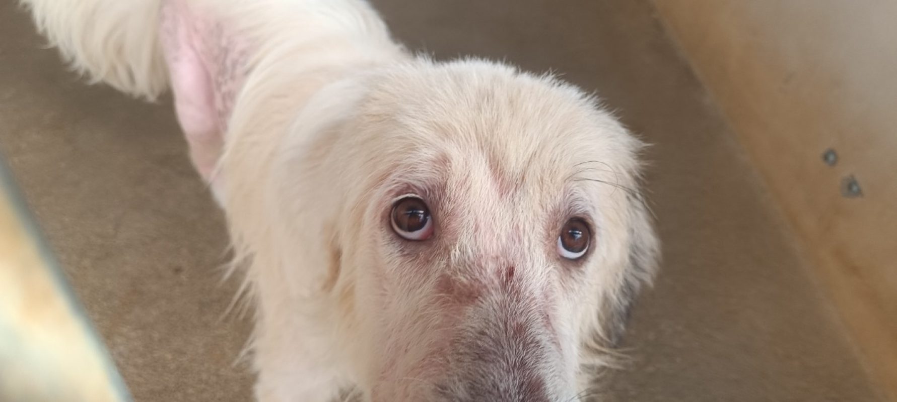 Björn - Chien Chien de montagne des Pyrénées à adopter