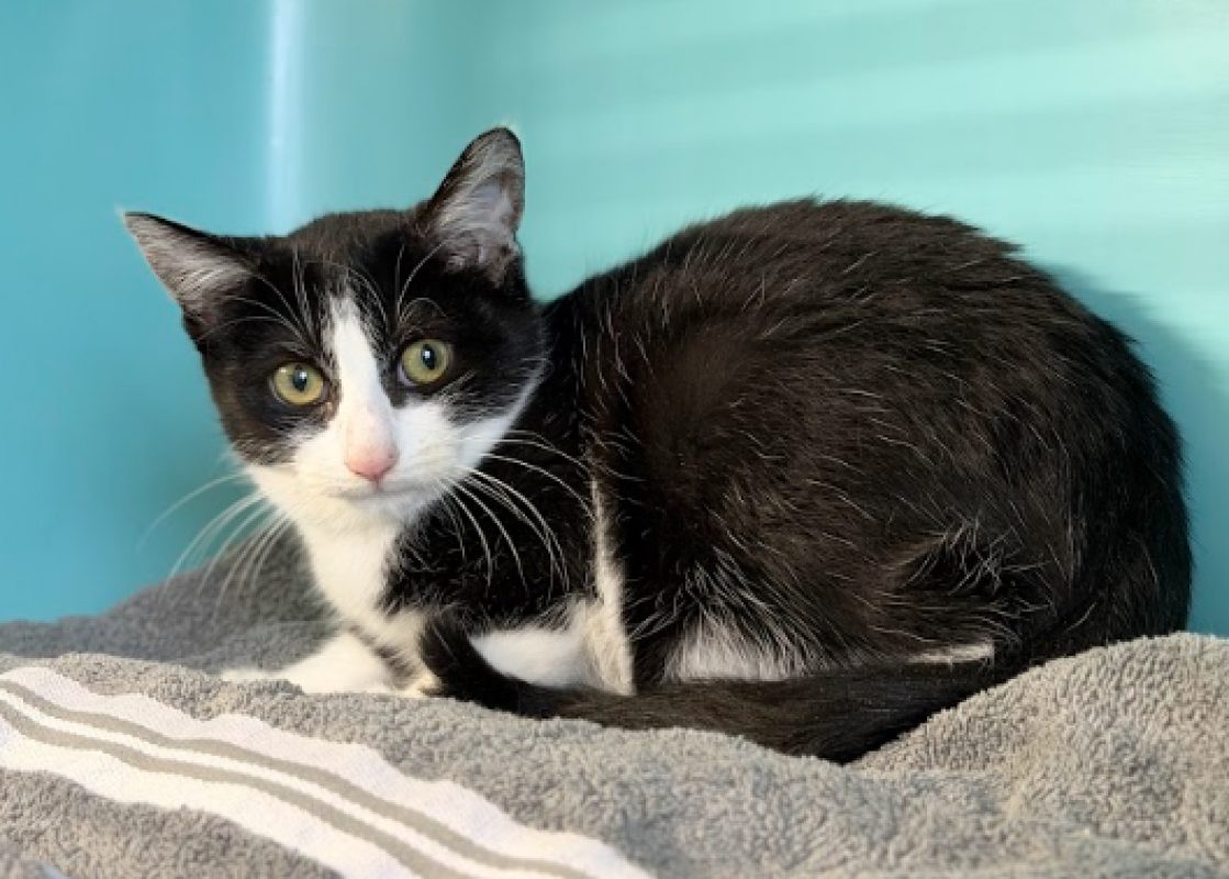 Octavia - Chat Européen à adopter