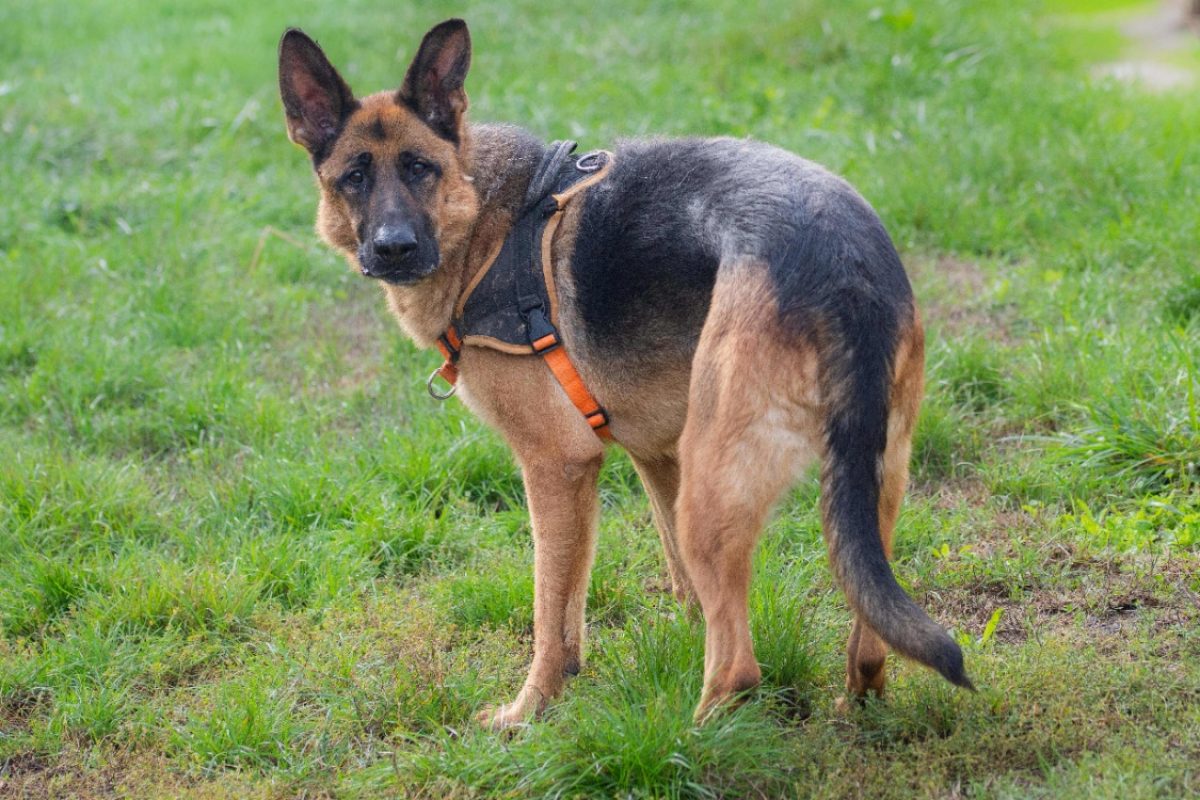 Cooper - Chien Berger Allemand à adopter - photo 4