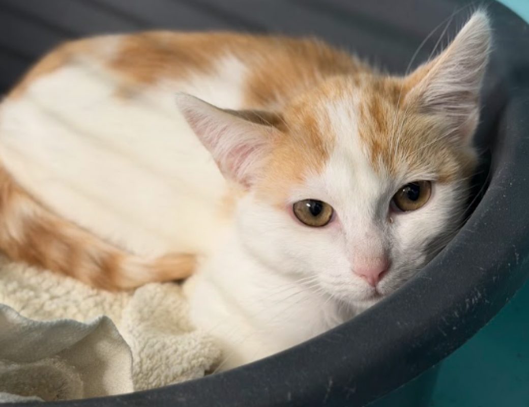 Leblanc - Chat Européen à adopter