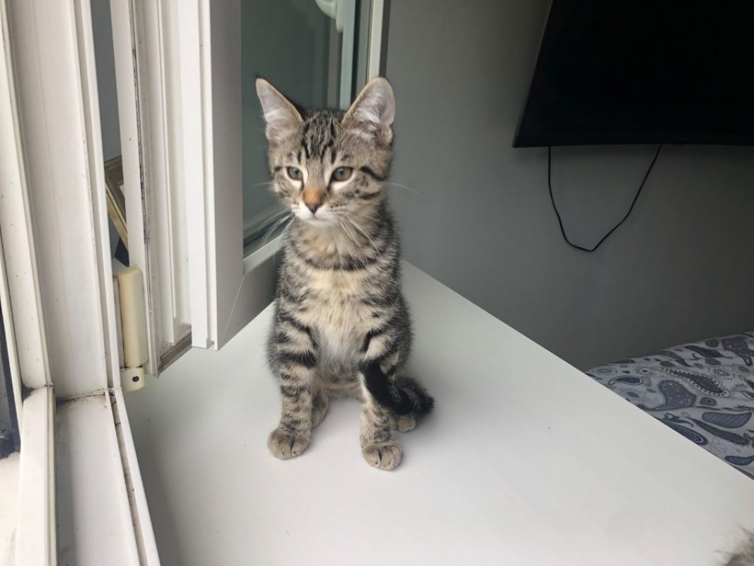 Cizeta - Chat Européen à adopter