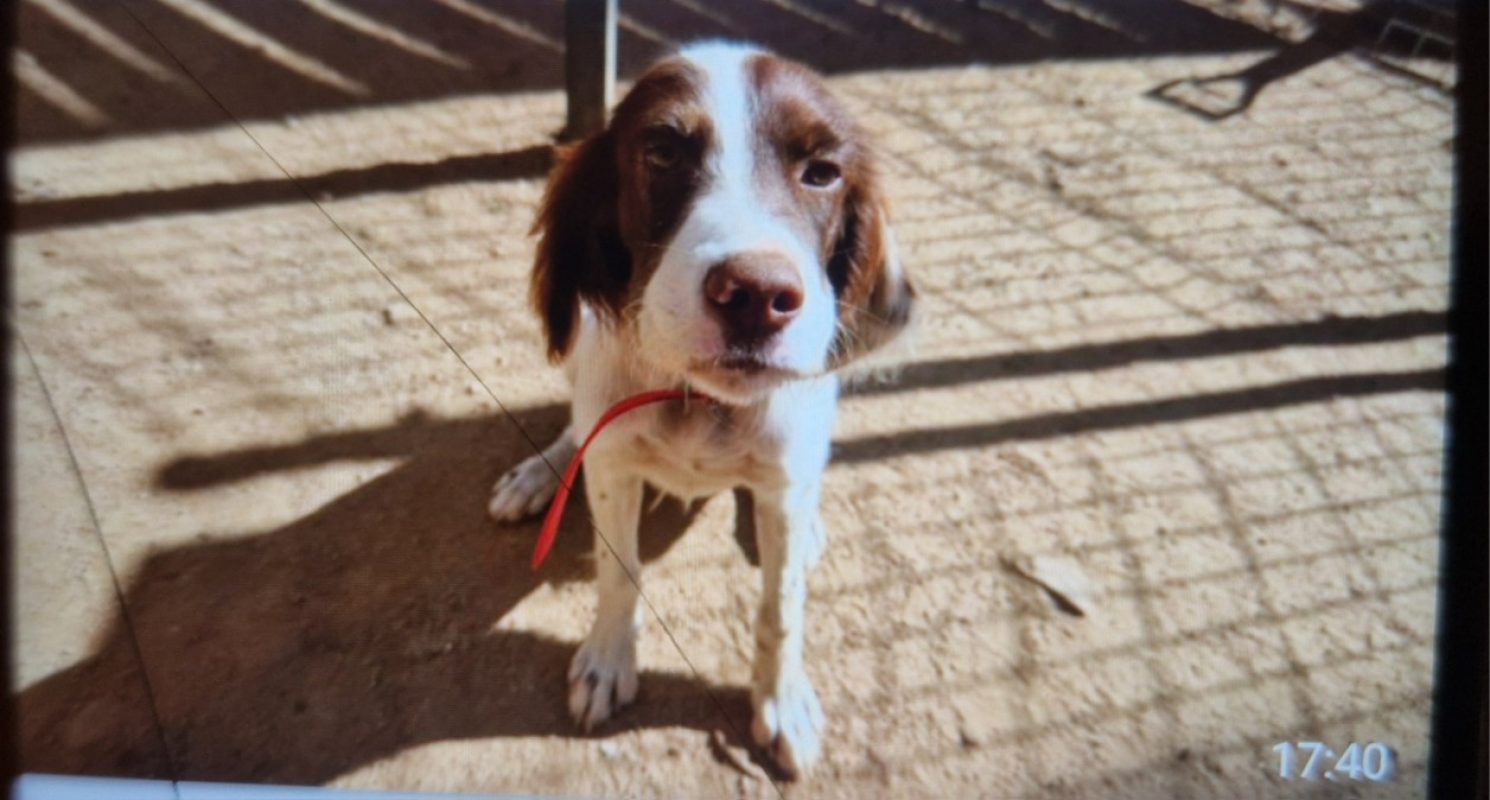 Hermes - Chien Setter Anglais à adopter