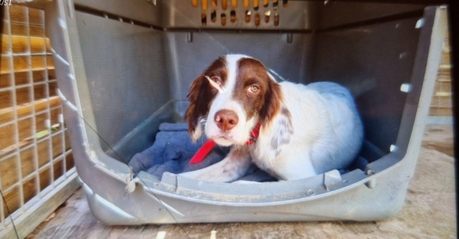 Hermes - Chien Setter Anglais à adopter - photo 2