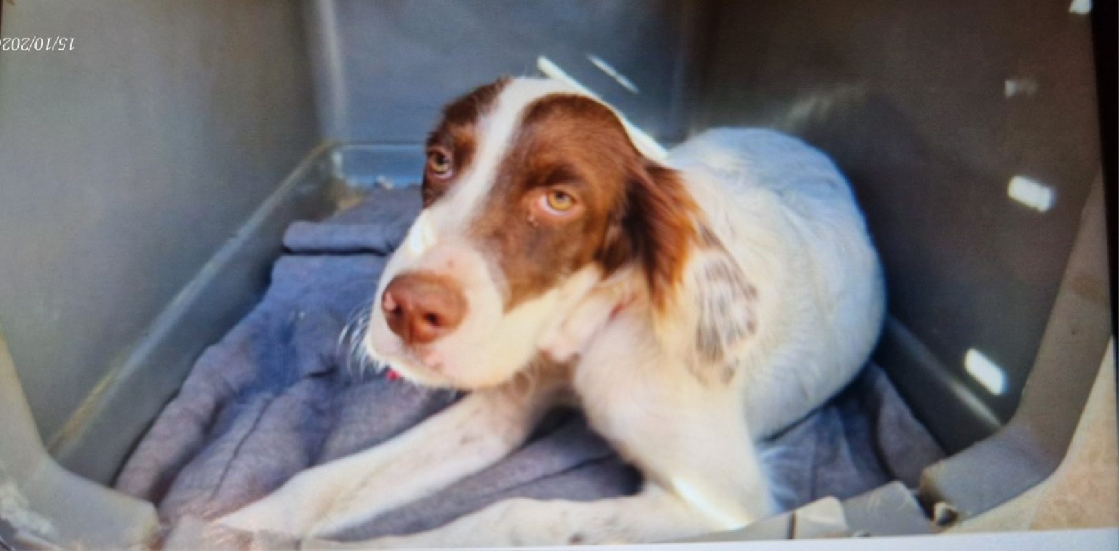 Hermes - Chien Setter Anglais à adopter - photo 4