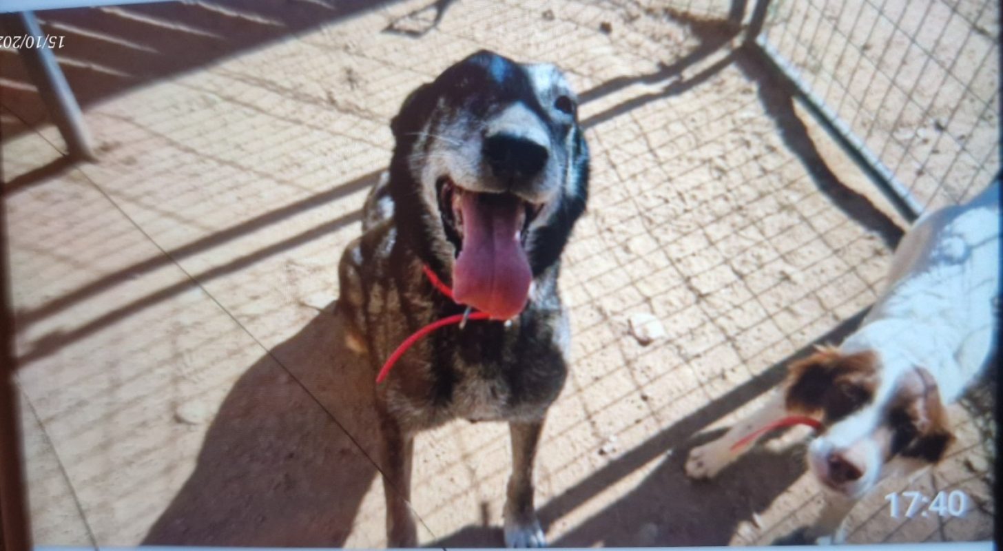 Hermes - Chien Setter Anglais à adopter - photo 5