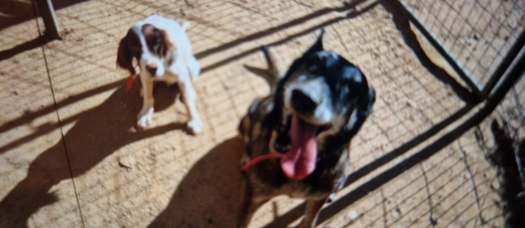 Hermes - Chien Setter Anglais à adopter - photo 6