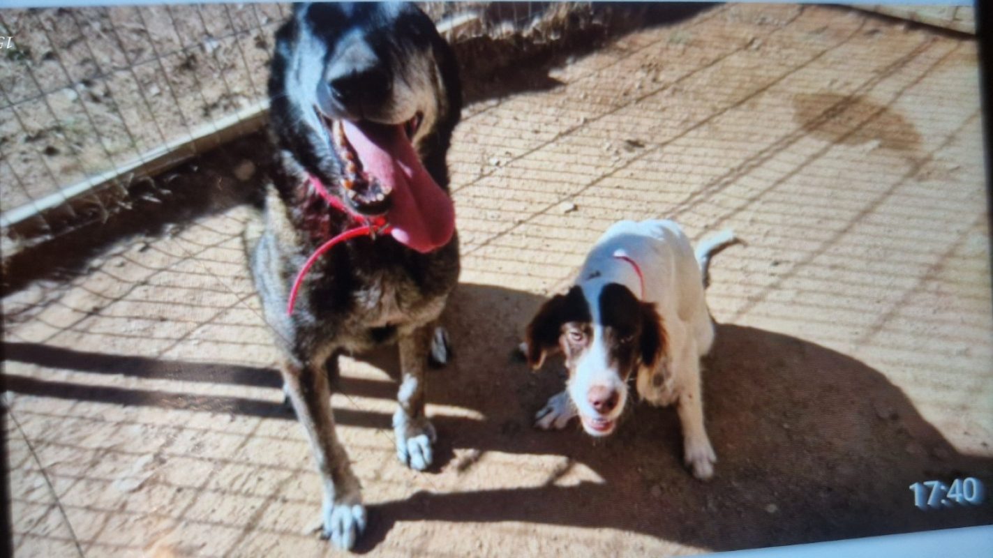 Hermes - Chien Setter Anglais à adopter - photo 7