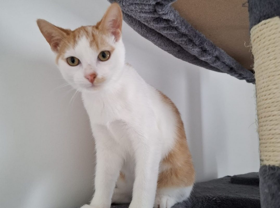 Vakans - Chat Européen à adopter
