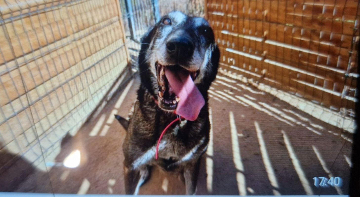 Jaya - Chien Berger Belge Malinois à adopter