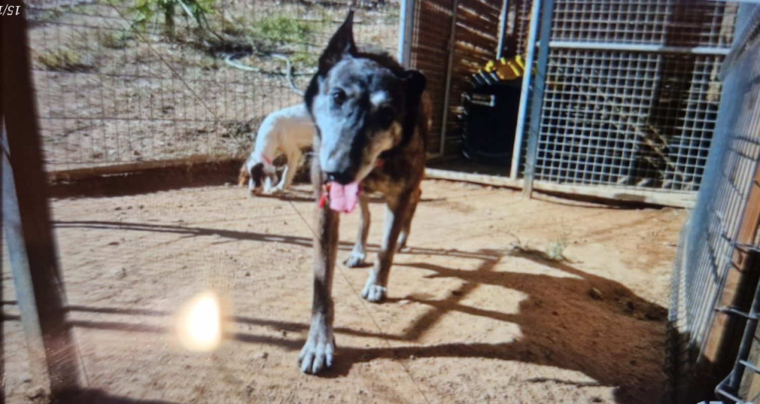 Jaya - Chien Berger Belge Malinois à adopter - photo 3