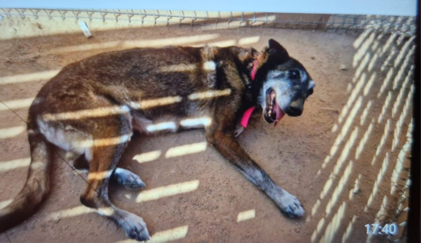 Jaya - Chien Berger Belge Malinois à adopter - photo 4