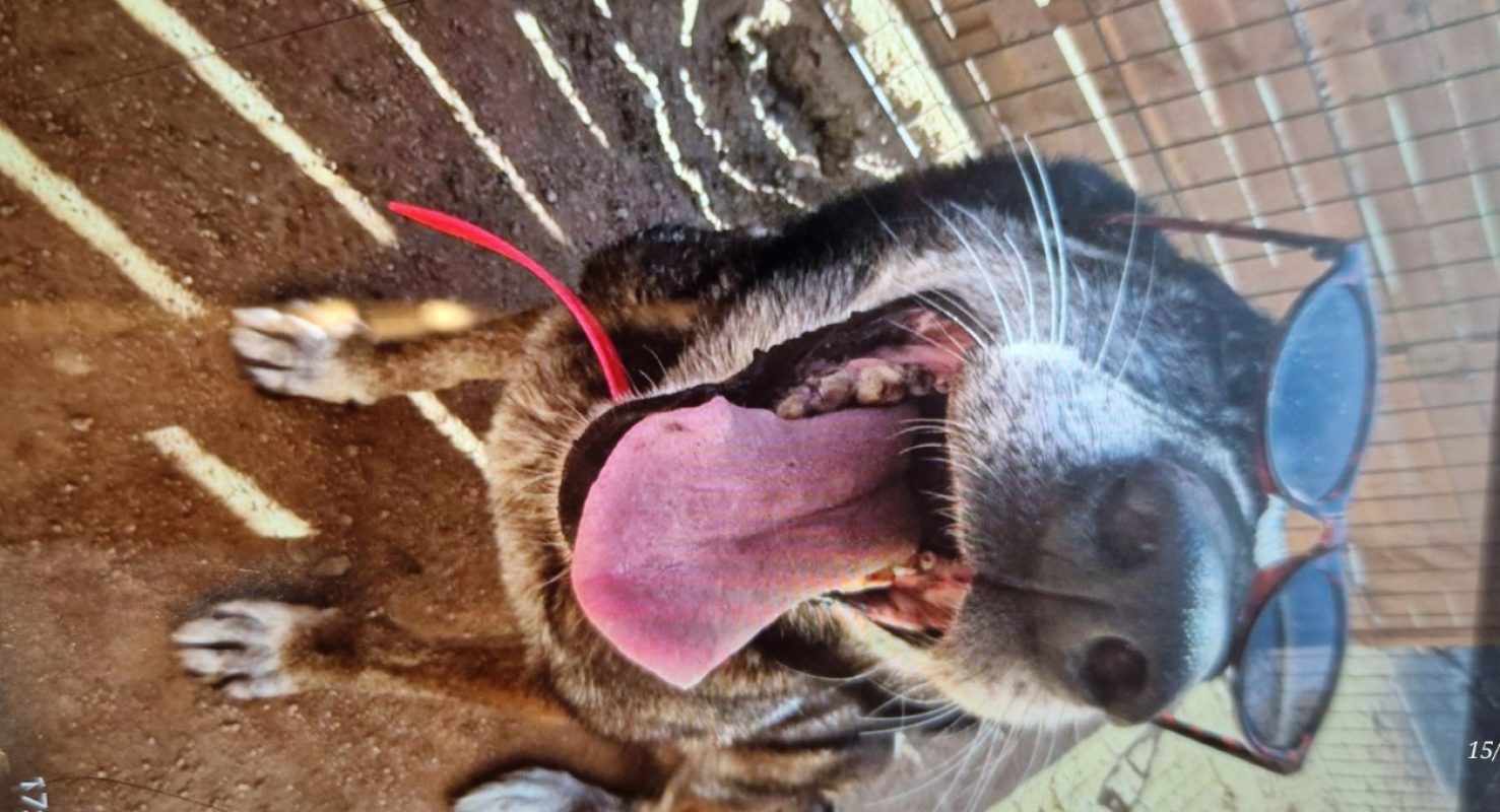 Jaya - Chien Berger Belge Malinois à adopter - photo 6