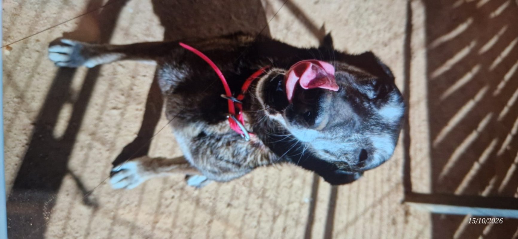 Jaya - Chien Berger Belge Malinois à adopter - photo 8
