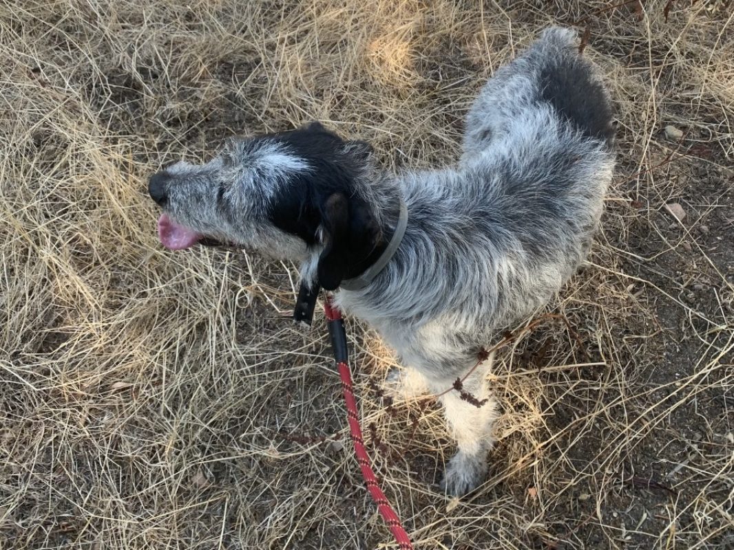 Oreo - Chien Briquet Griffon Vendéen à adopter - photo 6