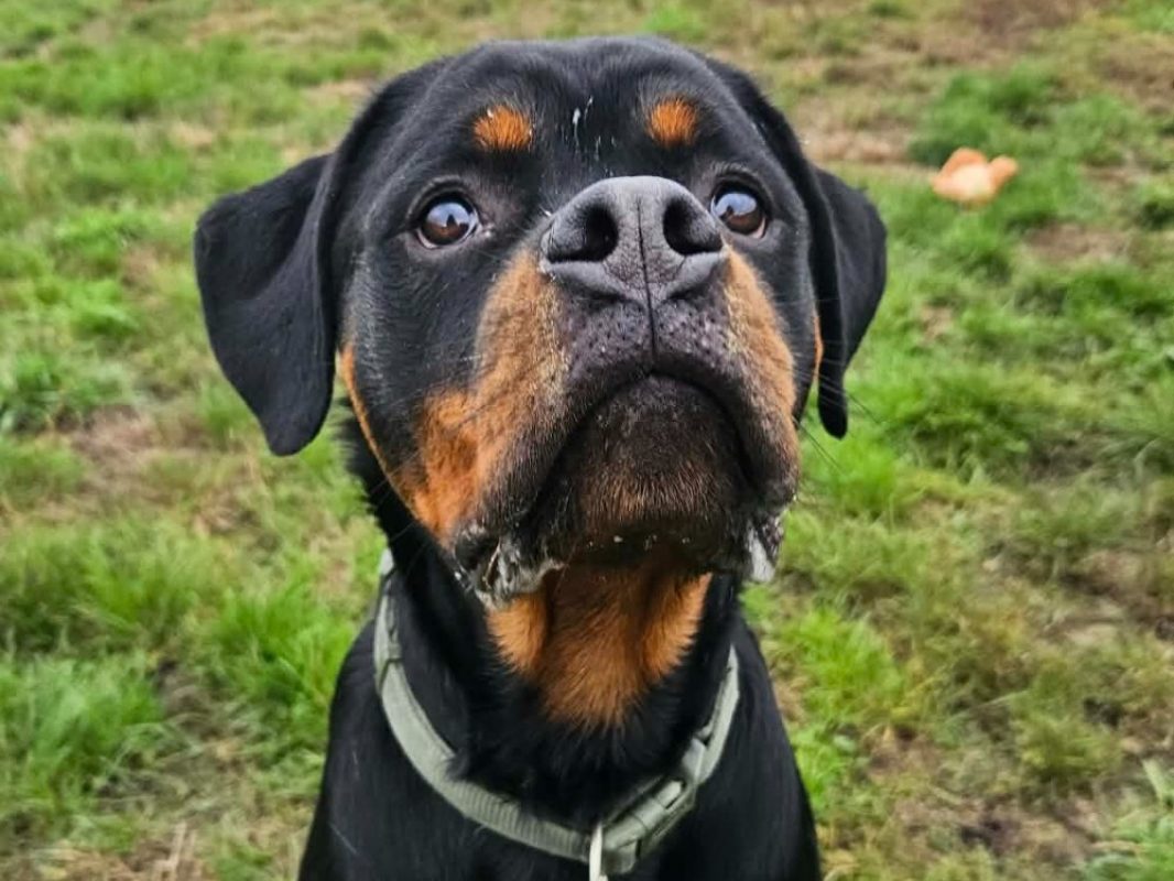 Atlas - Chien Rottweiler à adopter