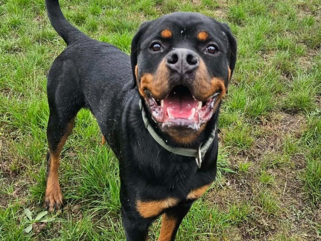 Atlas - Chien Rottweiler à adopter - photo 2