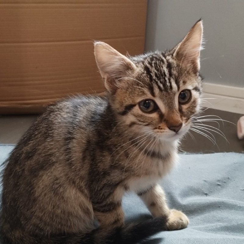 Cheerios - Chat Européen à adopter