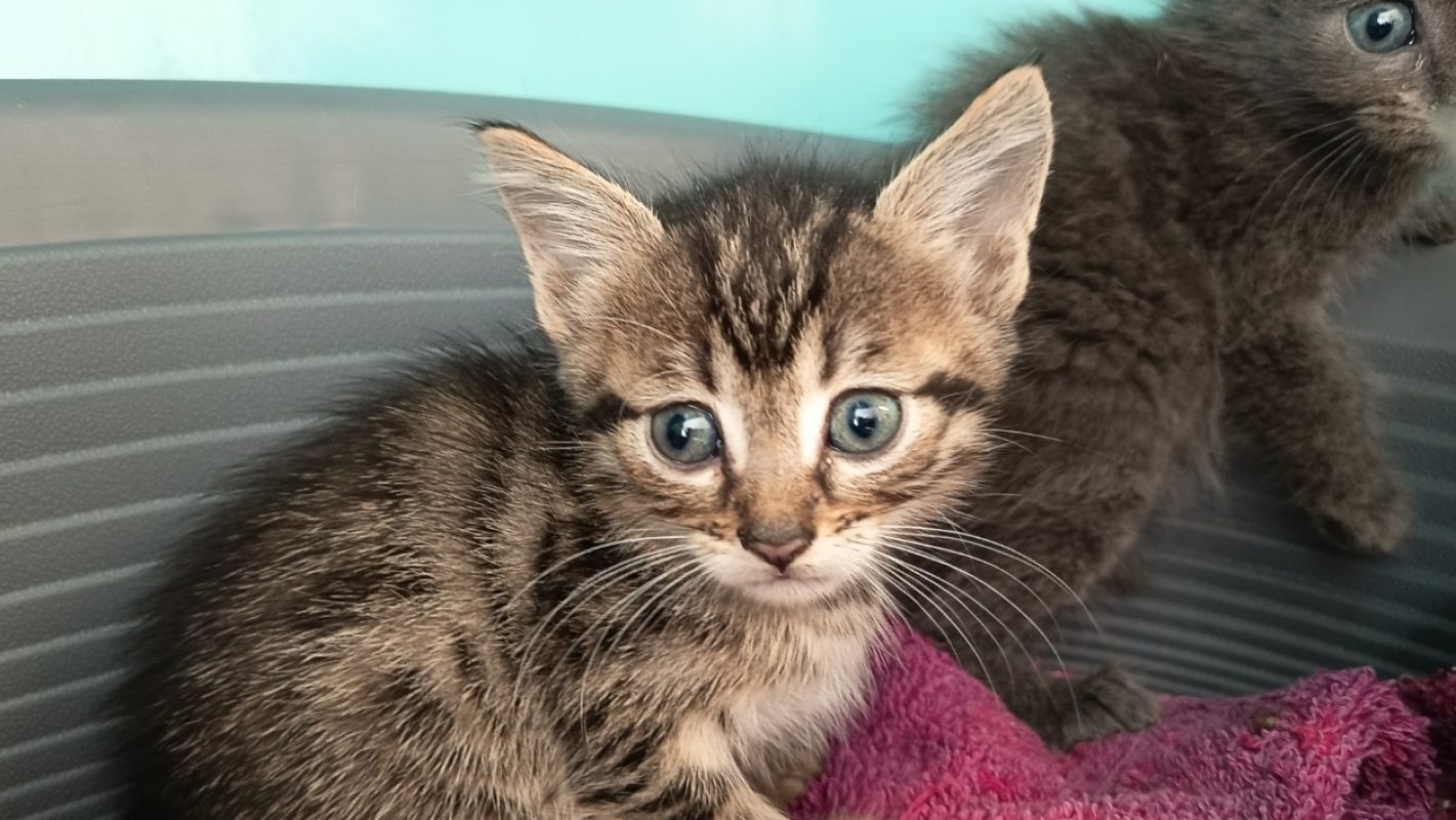 Cheerios - Chat Européen à adopter - photo 2