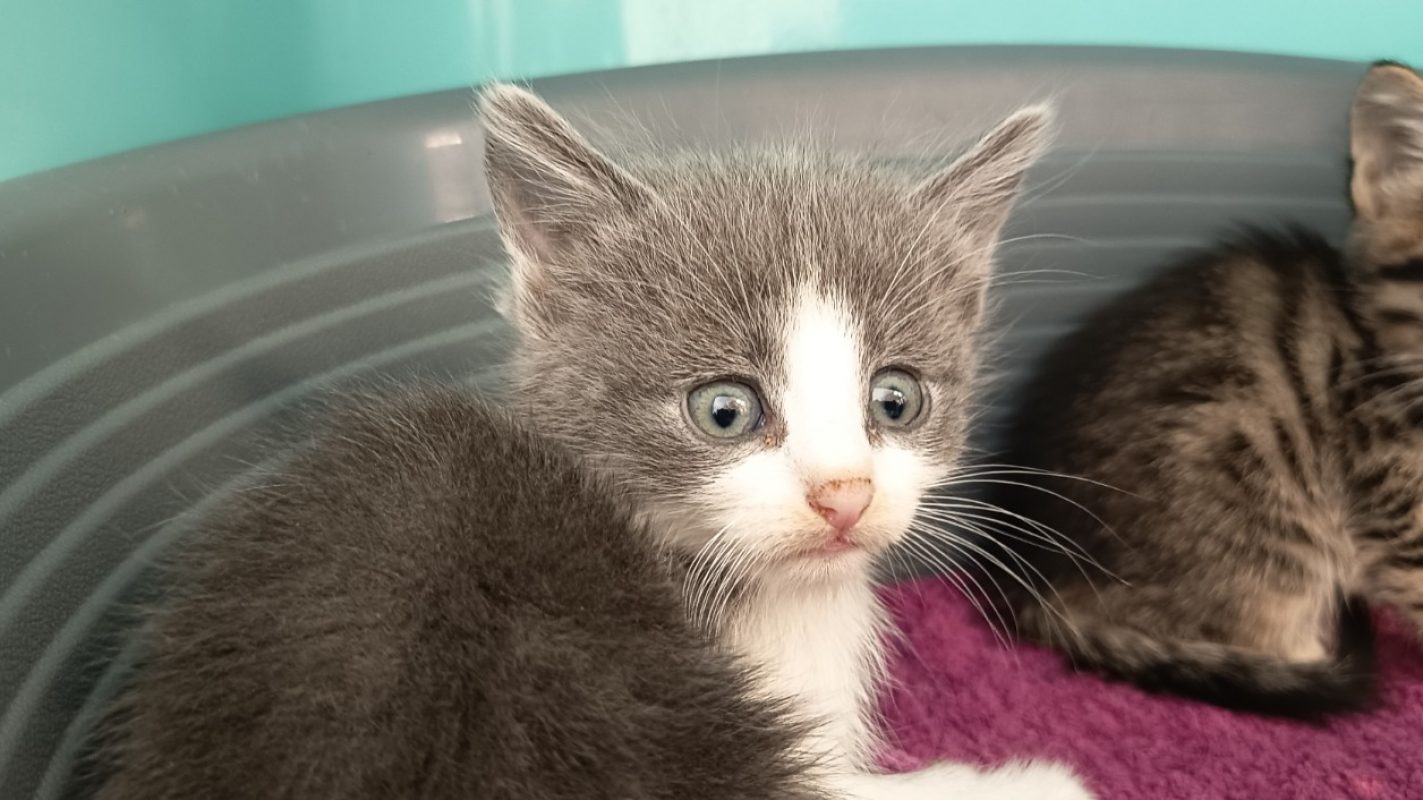 Krispies - Chat Européen à adopter - photo 2