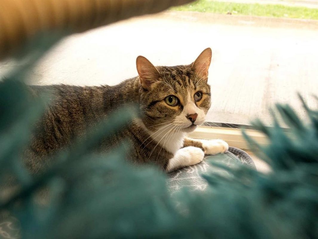 Nemo - Chat Européen à adopter