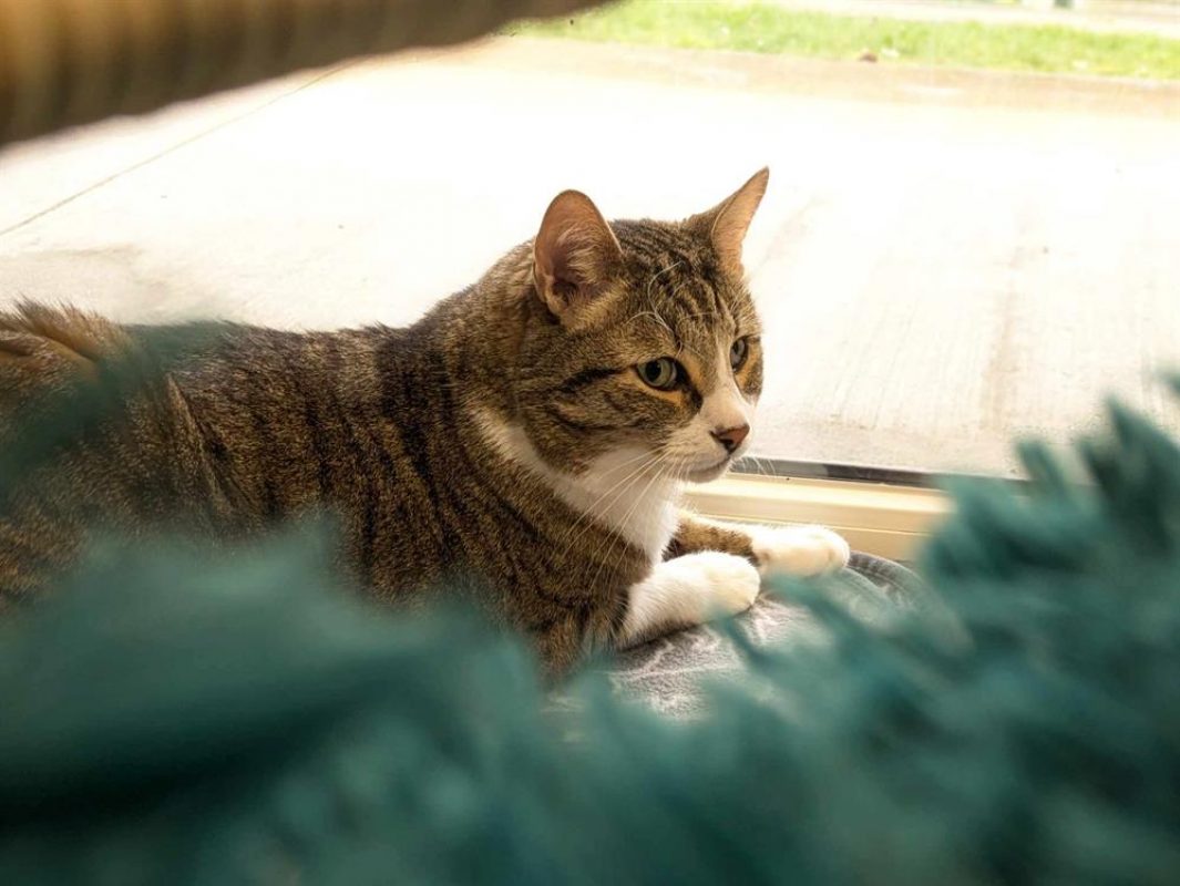 Nemo - Chat Européen à adopter - photo 2