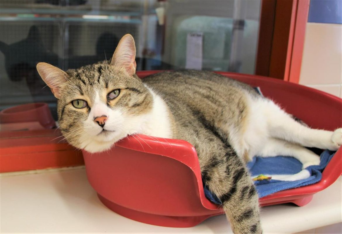Nemo - Chat Européen à adopter - photo 4