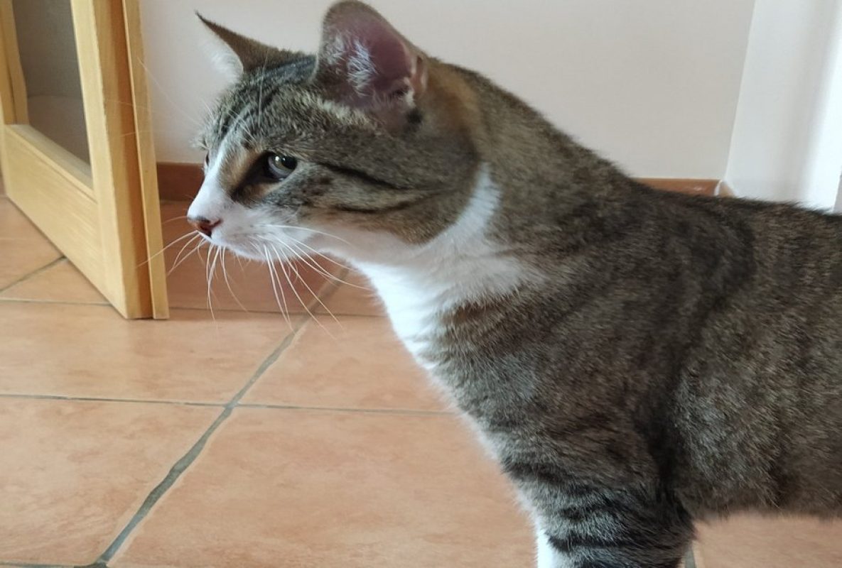 Nemo - Chat Européen à adopter - photo 5