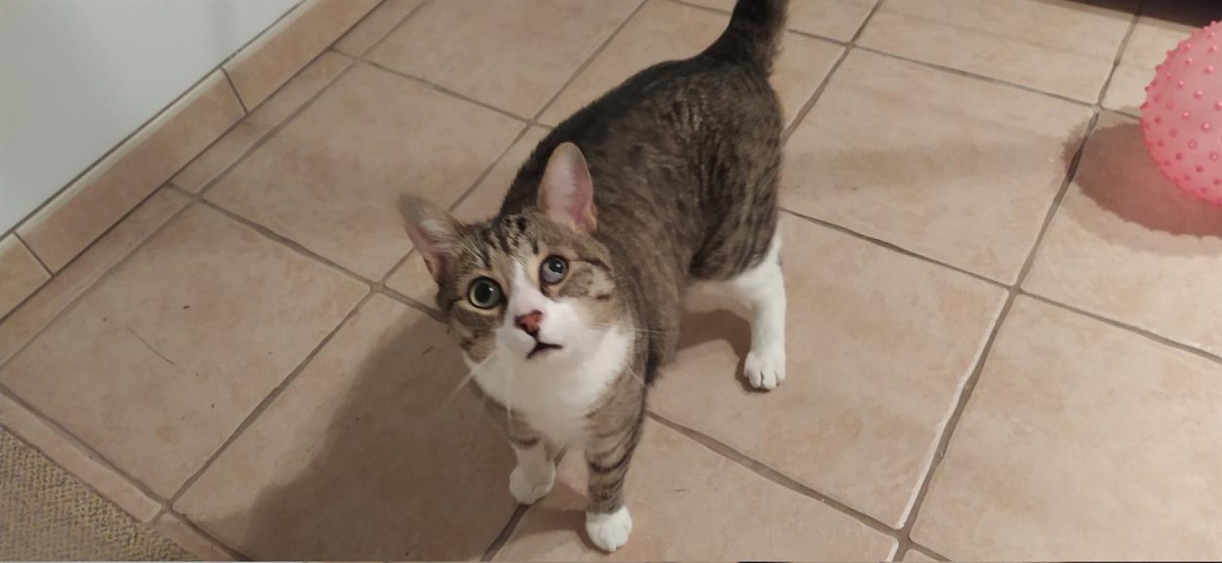 Nemo - Chat Européen à adopter - photo 6