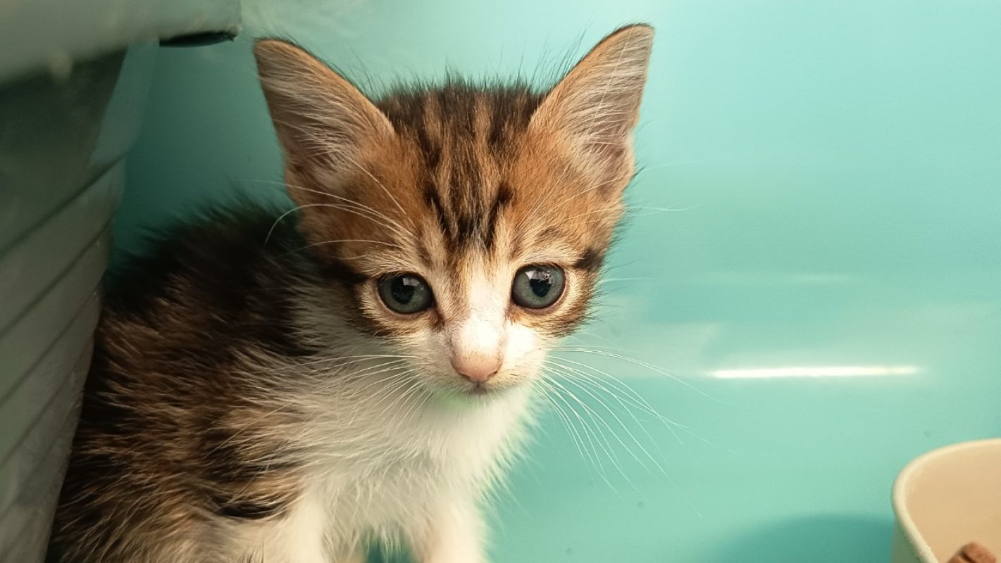 Honey - Chat Européen à adopter - photo 2