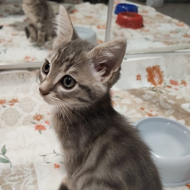 Chocapic - Chat Européen à adopter