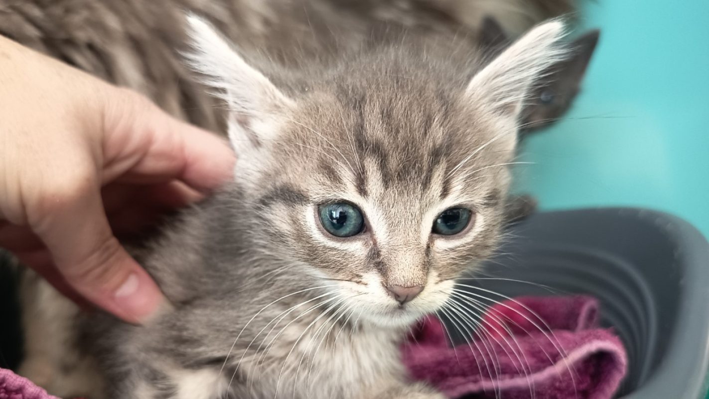 Chocapic - Chat Européen à adopter - photo 2