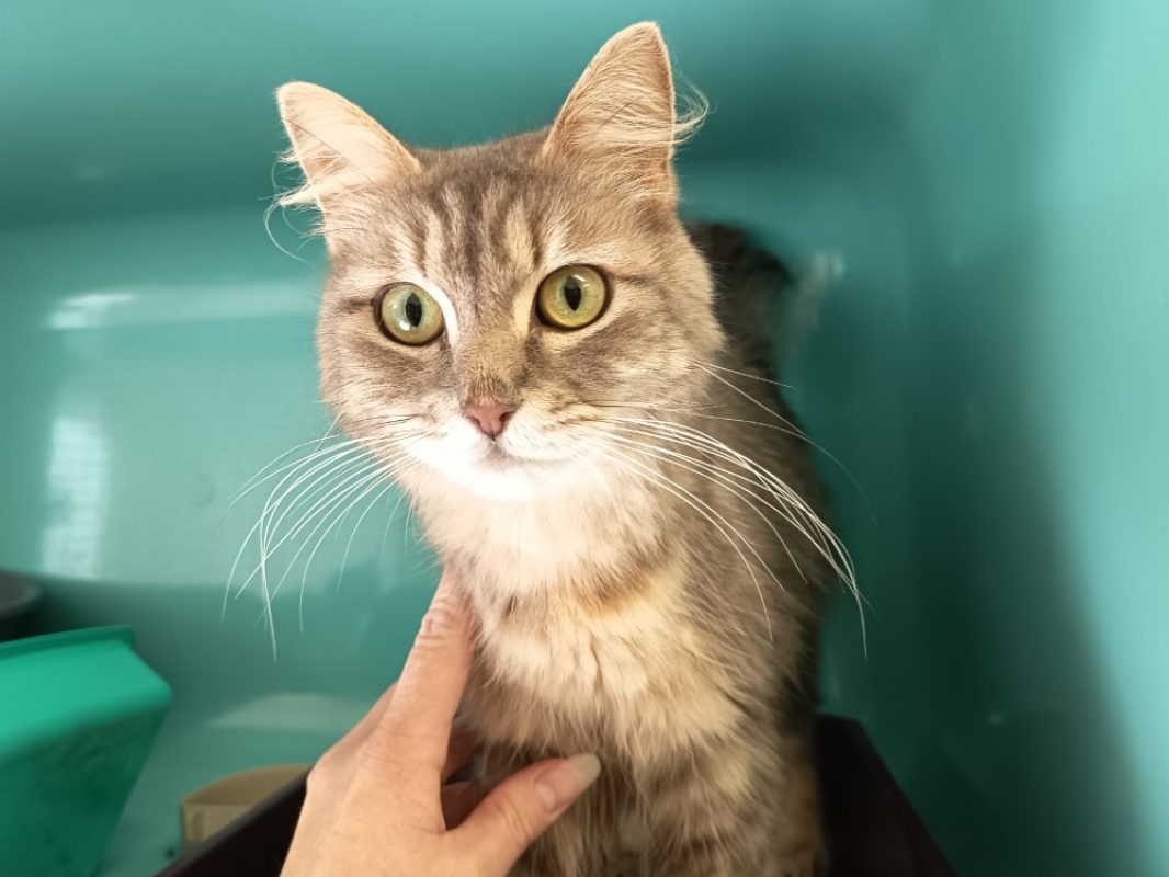 Reese - Chat Européen à adopter - photo 2