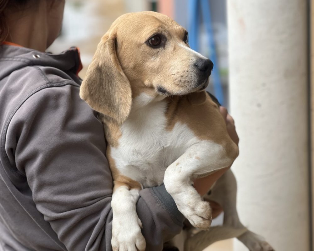 Paname - Chien Beagle à adopter